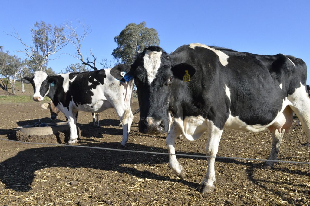 Dairy farm, cows, cattle, rural Photo: Bev Lacey / The Chronicle Dairy farm, cows, cattle, rural Photo: Bev Lacey / The Chronicle