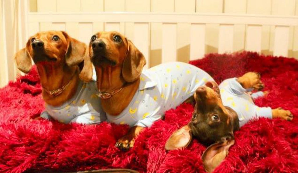 One Ipswich pet owner gets their three dachshunds into their pyjamas ready for bed. Photo: Contributed One Ipswich pet owner gets their three dachshunds into their pyjamas ready for bed. Photo: Contributed