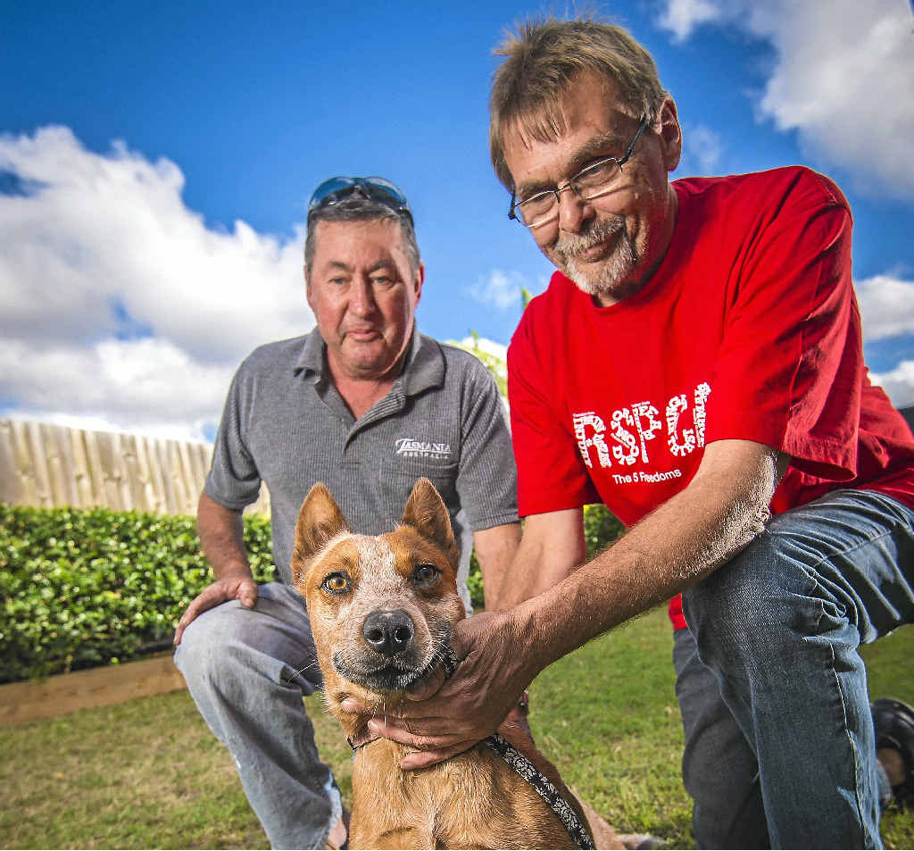 HIGH HOPES: Foster carer Tony Warrick, Brandee, and RSPCA volunteer Ole Sandbaek are hoping for success. HIGH HOPES: Foster carer Tony Warrick, Brandee, and RSPCA volunteer Ole Sandbaek are hoping for success.