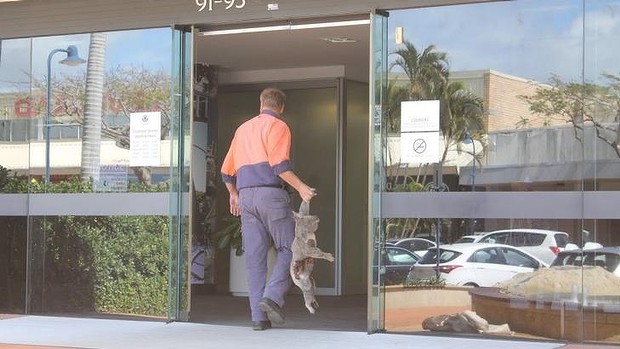 Fed up with what he says is a lack of protection for koalas, Darren Mewett has sent Redland City Council a gruesome message by dropping off a dead koala to its offices. Photo: Judith Kerr
Fed up with what he says is a lack of protection for koalas, Darren Mewett has sent Redland City Council a gruesome message by dropping off a dead koala to its offices. Photo: Judith Kerr