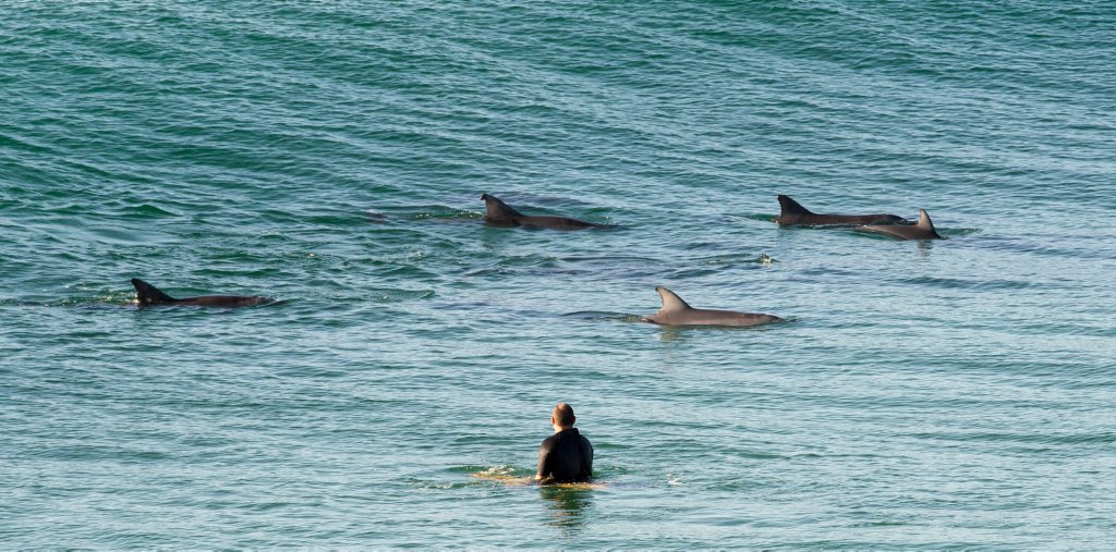 Troy Mitchell swimming with Dolphins at shellys beach Emerald Photo: Trevor Veale / The Coffs Coast Advocate
