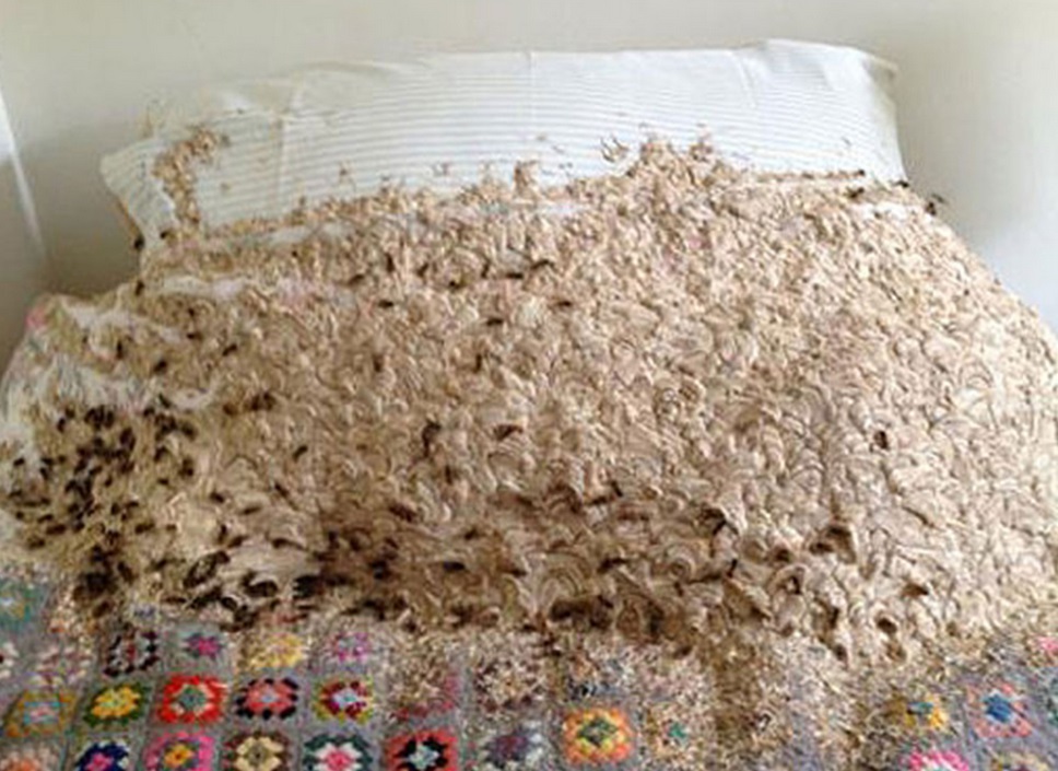 More than 5000 wasps take over woman's bed after sneaking in through small window More than 5000 wasps take over woman's bed after sneaking in through small window