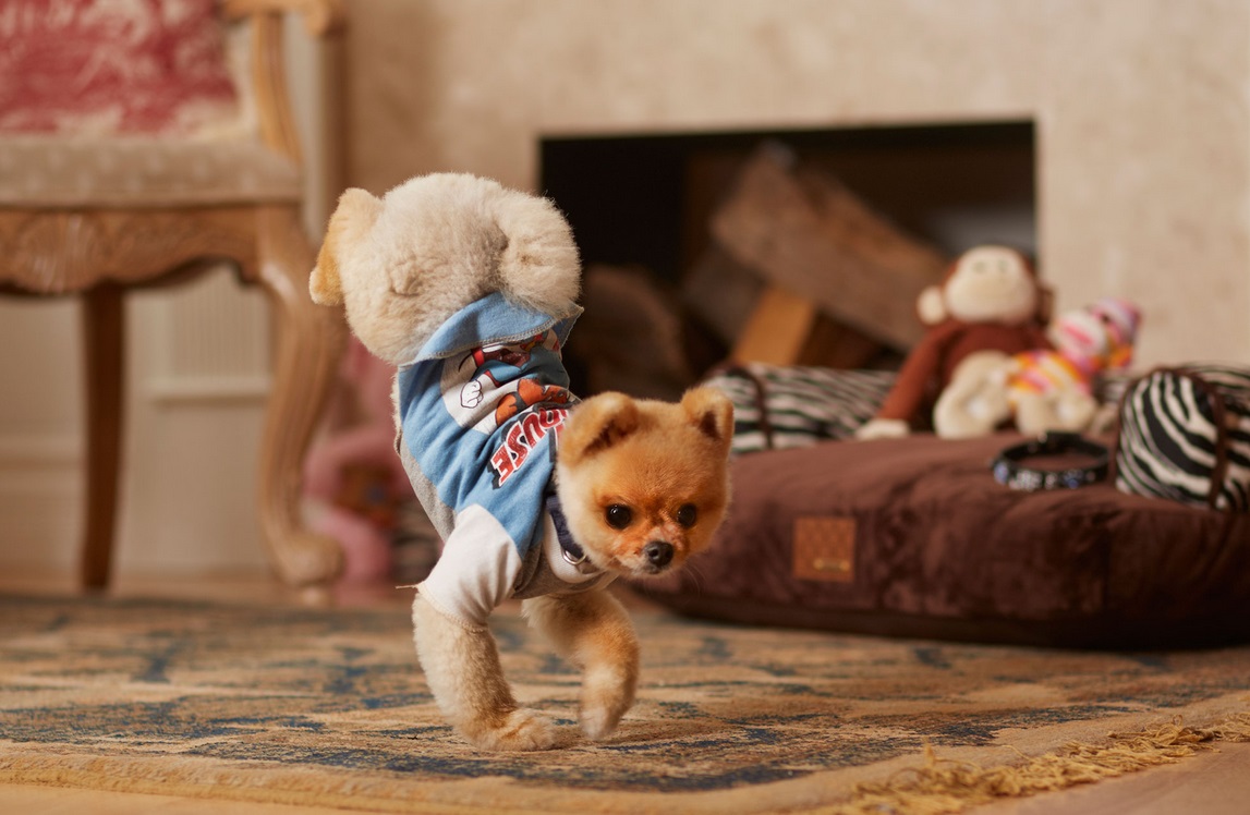 A Pomeranian named Jiff, is now a Guiness World Record holder A Pomeranian named Jiff, is now a Guiness World Record holder