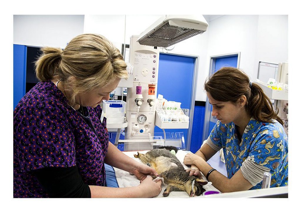 SPECIAL CARE: Marmalade the possum is recovering at the RSPCA Wildlife Hospital after being shot by an arrow SPECIAL CARE: Marmalade the possum is recovering at the RSPCA Wildlife Hospital after being shot by an arrow