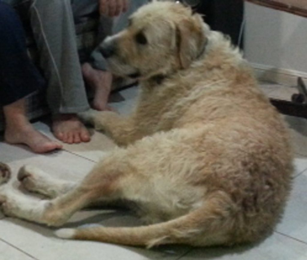 Angus, an Irish wolfhound, went missing from Bororen in July 2014. Angus, an Irish wolfhound, went missing from Bororen in July 2014.