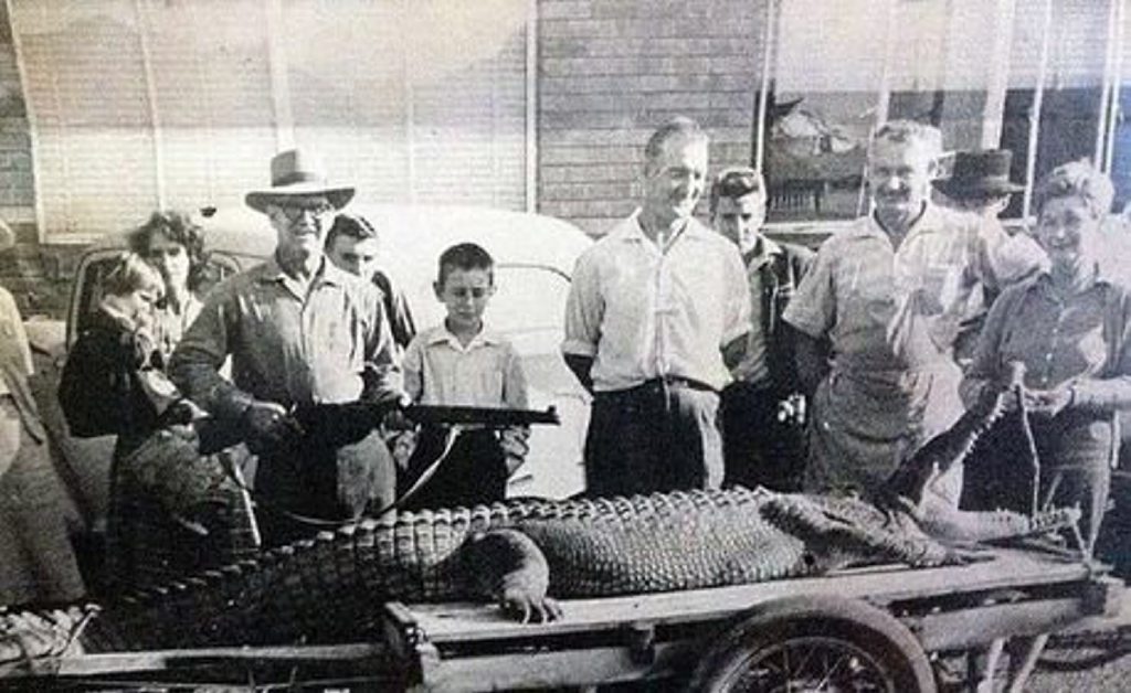 James Greensill shot a 3.5m crocodile at Owanyilla in 1964 and it was taken around pubs in Maryborough before its hide was tanned. James Greensill shot a 3.5m crocodile at Owanyilla in 1964 and it was taken around pubs in Maryborough before its hide was tanned.