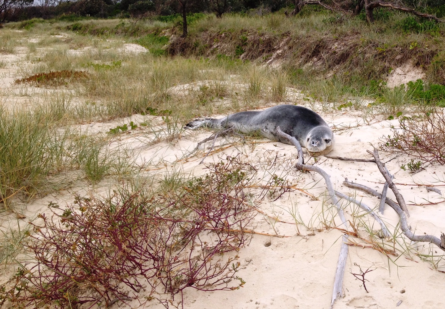 A leopard seal has appeared on Kingscliff beach. 
