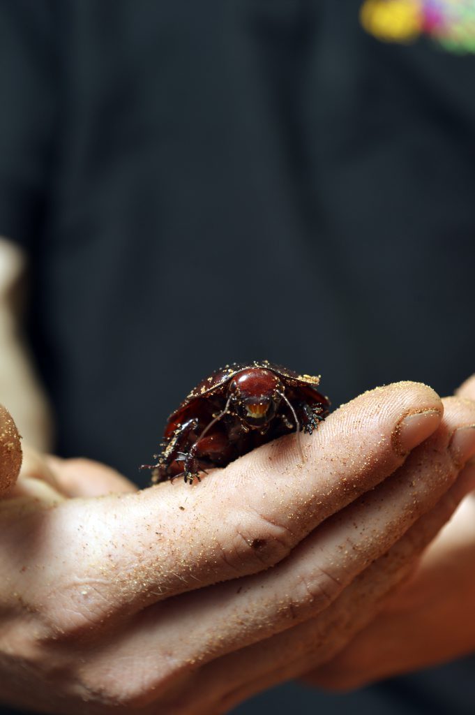 Even when confronted with cockroaches, renters would rather not risk annoying their landlord in a tough market. Even when confronted with cockroaches, renters would rather not risk annoying their landlord in a tough market.