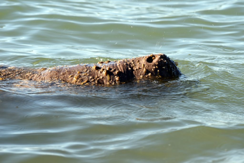 This dugong was mistaken for a croc at Pialba beach in September. This dugong was mistaken for a croc at Pialba beach in September.