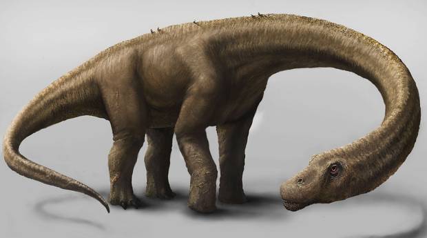 Scientists say Dreadnoughtus schrani was one of the largest dinosaurs to walk the earth. Scientists say Dreadnoughtus schrani was one of the largest dinosaurs to walk the earth.