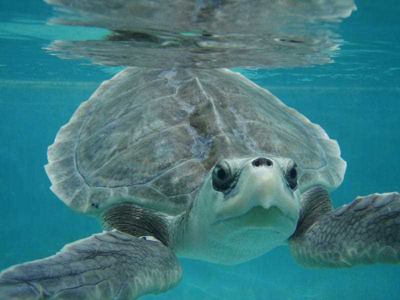 In this July 25, 2010 photograph released by the Institute for Marine Mammal Studies for editorial purposes, a Kemp’s ridley sea turtle swims at the Center for Marine Education and Research in Gulfport, Miss., during its rehabilitation at the Institute for Marine Mammal Studies in Gulfport. This sea turtle was known as L-0039. In this July 25, 2010 photograph released by the Institute for Marine Mammal Studies for editorial purposes, a Kemp’s ridley sea turtle swims at the Center for Marine Education and Research in Gulfport, Miss., during its rehabilitation at the Institute for Marine Mammal Studies in Gulfport. This sea turtle was known as L-0039.