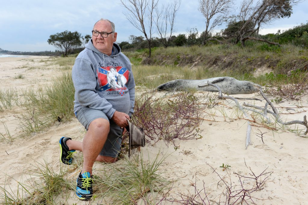 Tweed Valley wildlife carer Ron Potter with the Leopard seal on Kingscliff beach. Photo: John Gass / Tweed Daily News