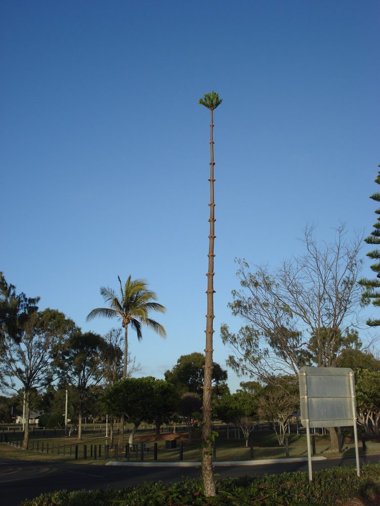 VANDALISM: A Norfolk pine has been stripped of all its branches along the esplanade at Moore Park Beach. Photo: contributed VANDALISM: A Norfolk pine has been stripped of all its branches along the esplanade at Moore Park Beach. Photo: contributed