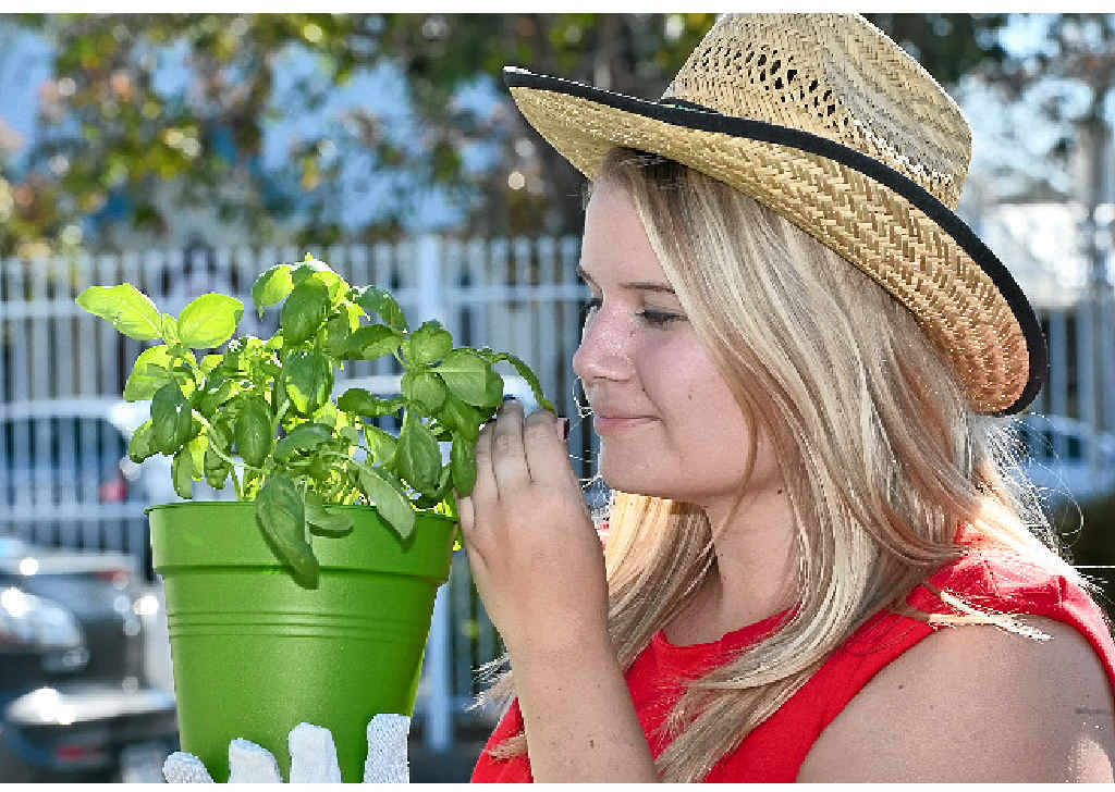 GET GROWING: Lauren Alsemgeest with her pot of fresh basil is looking forward to the free seeds giveaway. GET GROWING: Lauren Alsemgeest with her pot of fresh basil is looking forward to the free seeds giveaway.