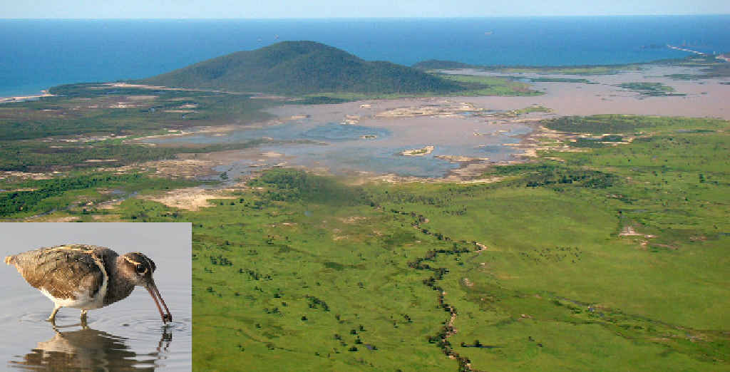 UNDER THREAT: The Caley Valley wetlands could be under threat from dumped dredge spoil. Inset: The painted snipe is one endangered species that is threatened. UNDER THREAT: The Caley Valley wetlands could be under threat from dumped dredge spoil. Inset: The painted snipe is one endangered species that is threatened.