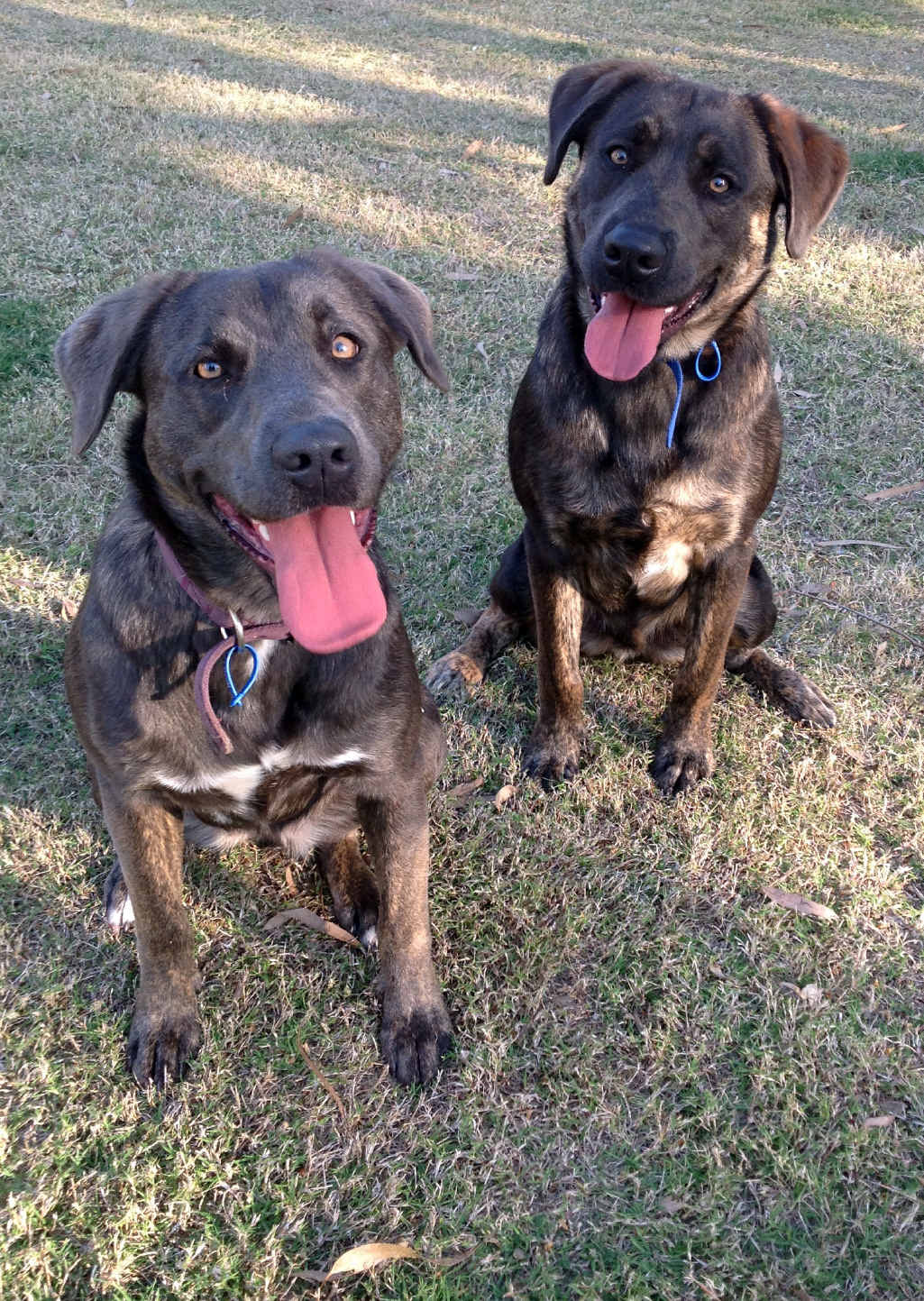 Siblings Scrappy and Luna are looking for a new home. Siblings Scrappy and Luna are looking for a new home.