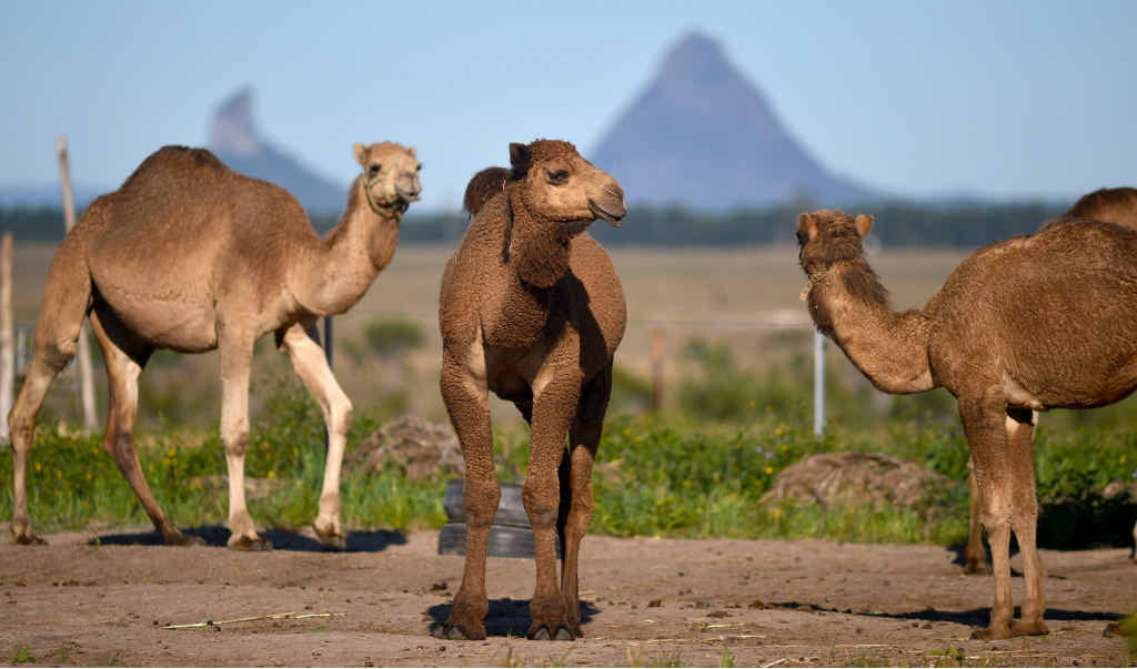 HEFTY PRICE TAG: A new camel dairy near Caloundra has been supplying milk to produce cheese at Maleny Cheese. HEFTY PRICE TAG: A new camel dairy near Caloundra has been supplying milk to produce cheese at Maleny Cheese.