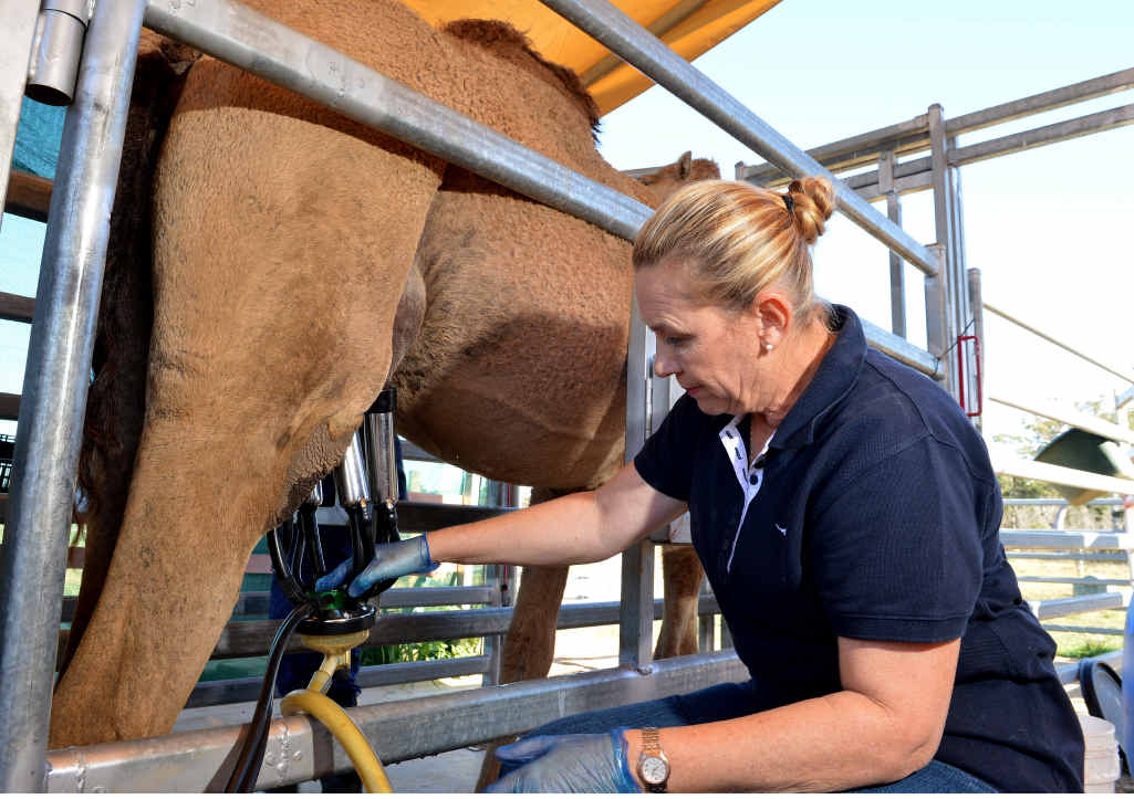 SUPER FOOD: Dairy owner Lauren Brisbane milks one of the camels at her dairy. SUPER FOOD: Dairy owner Lauren Brisbane milks one of the camels at her dairy.