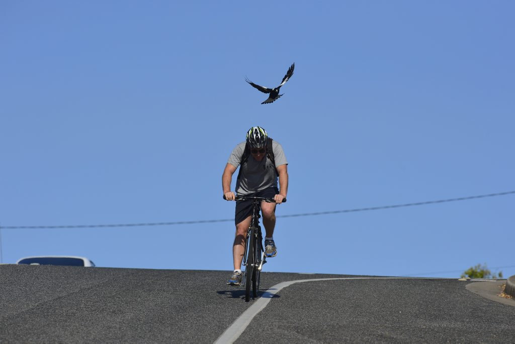 Magpie season is underway with swooping becoming more frequent in Gladstone. Photo Christopher Chan / The Observer Magpie season is underway with swooping becoming more frequent in Gladstone. Photo Christopher Chan / The Observer