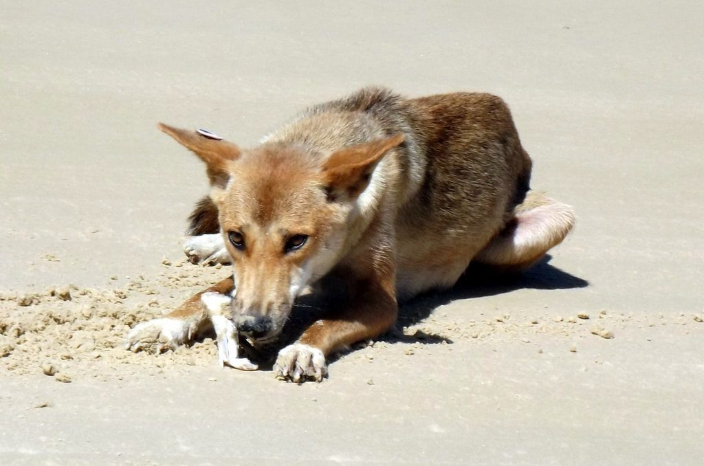 A dingo on the beach at Fraser Island. A dingo on the beach at Fraser Island.