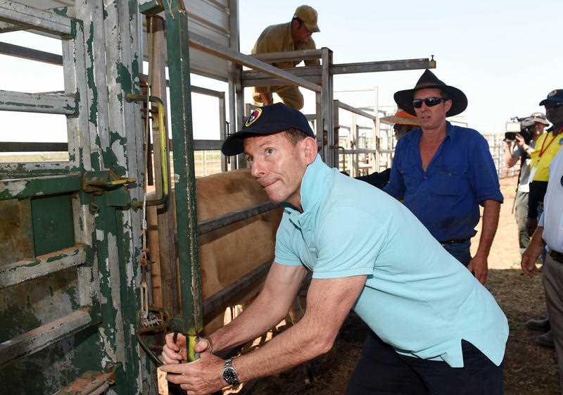 Prime Minister Tony Abbott works with cattle at the Gumatj Cattle Station on the Gove Peninsula in North East Arnhem Land, Northern Territory, Monday, Sept. 15, 2014. Prime minister Tony Abbott together with ministers and parliamentary secretaries will run the country from Nhulunbuy making good on his election promise to spend time in remote indigenous communities this week. Prime Minister Tony Abbott works with cattle at the Gumatj Cattle Station on the Gove Peninsula in North East Arnhem Land, Northern Territory, Monday, Sept. 15, 2014. Prime minister Tony Abbott together with ministers and parliamentary secretaries will run the country from Nhulunbuy making good on his election promise to spend time in remote indigenous communities this week.