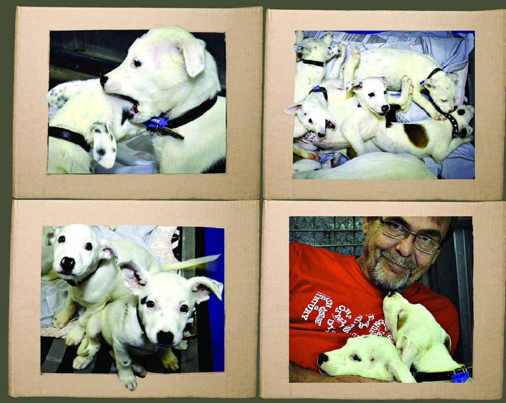 PUPPY LOVE: Friends of RSPCA Gladstone volunteer Ole Sandbaeb (right) gets to know the eight-week-old kelpie bull Arab puppies that will be ready to go to new homes on Friday. PUPPY LOVE: Friends of RSPCA Gladstone volunteer Ole Sandbaeb (right) gets to know the eight-week-old kelpie bull Arab puppies that will be ready to go to new homes on Friday.
