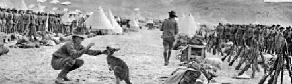 Lines of the Australian 9th and 10th Battalions at Mena Camp (below), looking towards the Pyramids. The soldier in the foreground is playing with a kangaroo, the regimental mascot. Many Australian units brought kangaroos and other Australian animals with them to Egypt, and some were given to the Cairo Zoological Gardens when the units went to Gallipoli. Lines of the Australian 9th and 10th Battalions at Mena Camp (below), looking towards the Pyramids. The soldier in the foreground is playing with a kangaroo, the regimental mascot. Many Australian units brought kangaroos and other Australian animals with them to Egypt, and some were given to the Cairo Zoological Gardens when the units went to Gallipoli.