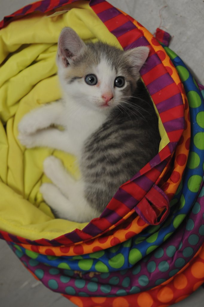 Cloned kittens are something you can expect to receive in 2015. 