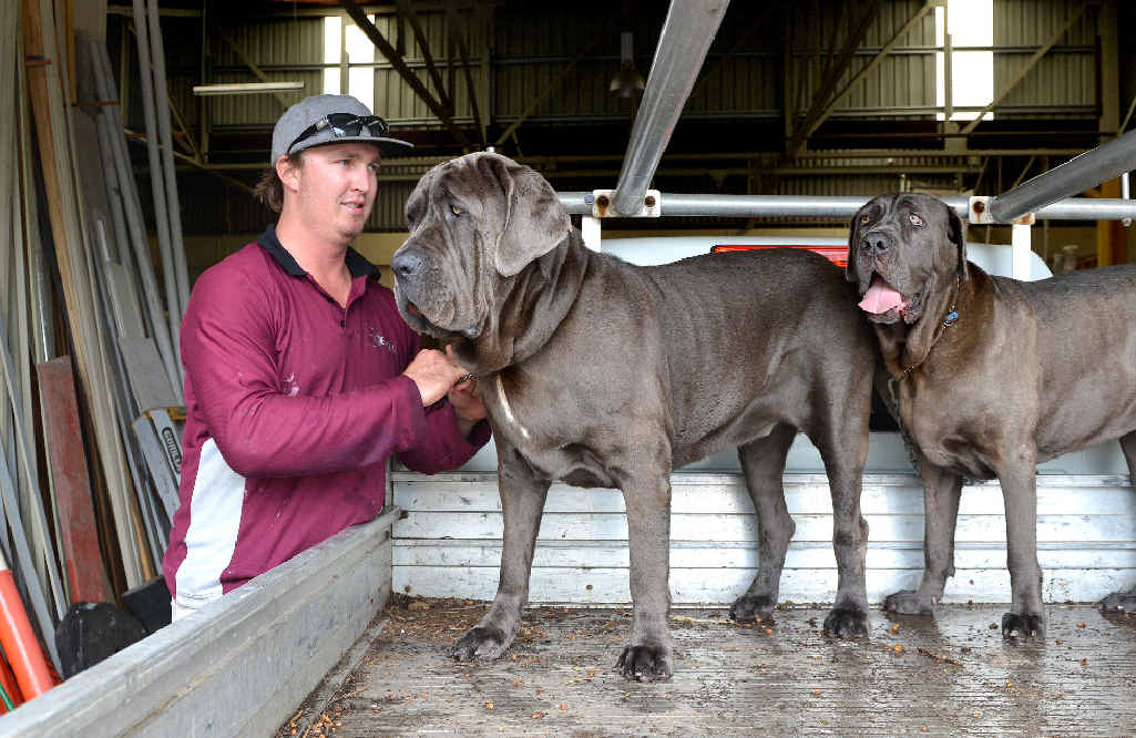 SAFETY FIRST: Building supervisor Jeremy Stritzke with his Neapolitan Mastiffs, Winston and Atira, who often travel in the back of his ute. SAFETY FIRST: Building supervisor Jeremy Stritzke with his Neapolitan Mastiffs, Winston and Atira, who often travel in the back of his ute.