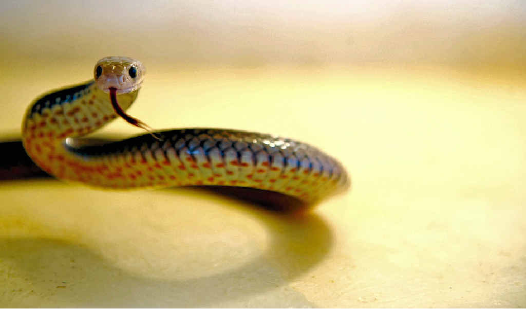 HEATING UP: Snakes like this Eastern Brown are on the move now that temperatures are rising. HEATING UP: Snakes like this Eastern Brown are on the move now that temperatures are rising.