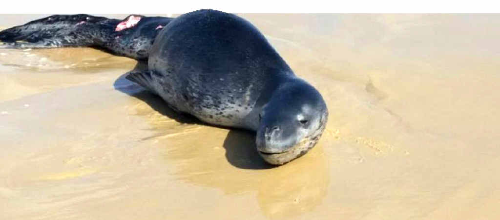 A leopard seal beached itself on Fraser Island on Tuesday afternoon. A leopard seal beached itself on Fraser Island on Tuesday afternoon.