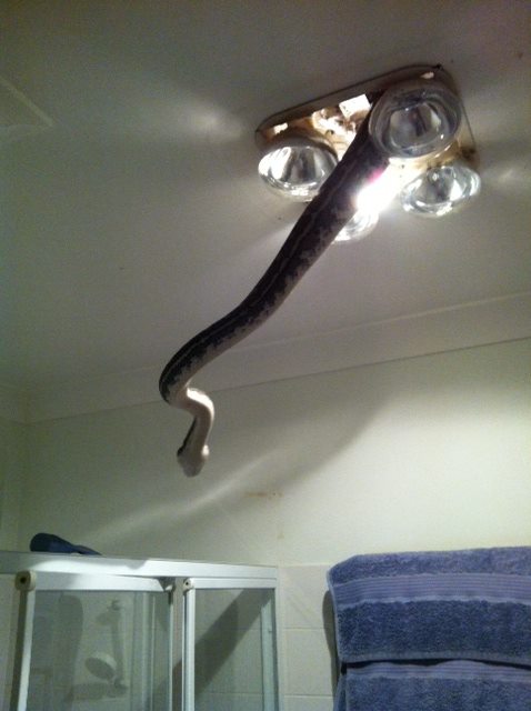 A snake slithers through an uncovered bathroom light. The photo was posted to the Facebook page of Snake Catchers Brisbane, Ipswich, Gold Coast & Toowoomba. A snake slithers through an uncovered bathroom light. The photo was posted to the Facebook page of Snake Catchers Brisbane, Ipswich, Gold Coast & Toowoomba.