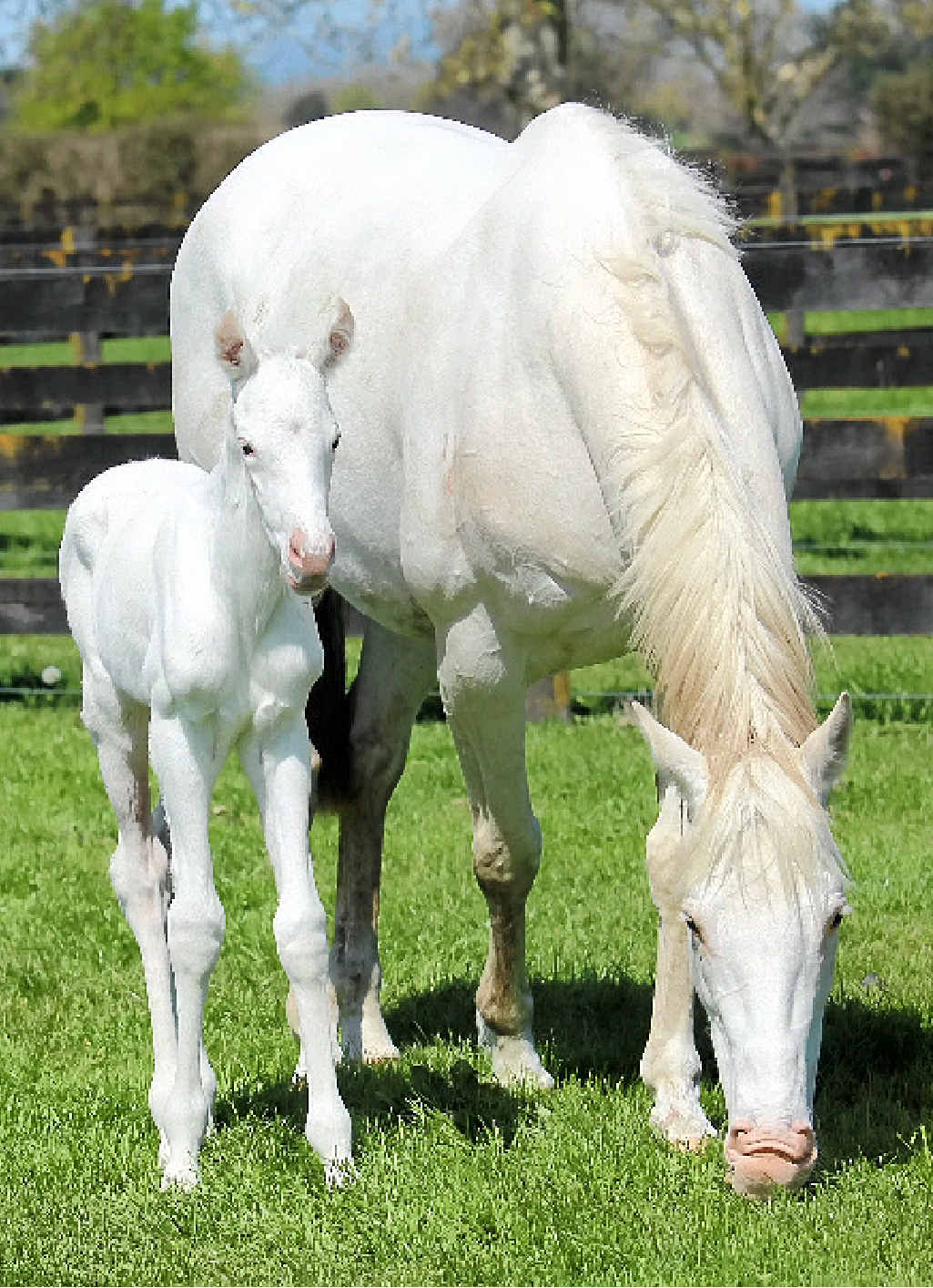 CLEANING UP: Pure-white broodmare The Opera House and her pure-white foal. CLEANING UP: Pure-white broodmare The Opera House and her pure-white foal.