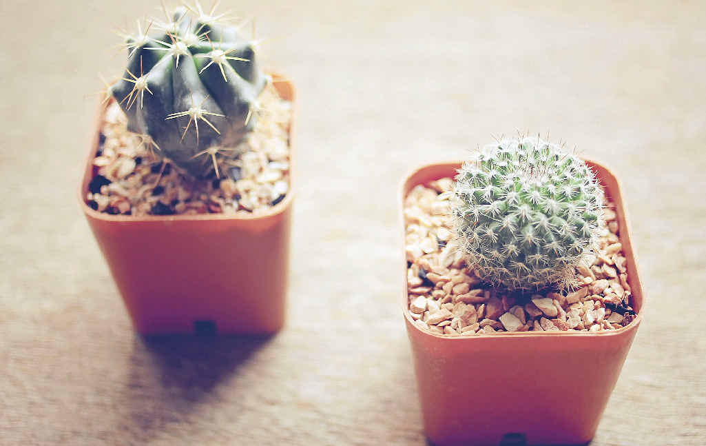 Cactus collectors are popping up everywhere as people recognise their aesthetics and low maintenance. Cactus collectors are popping up everywhere as people recognise their aesthetics and low maintenance.