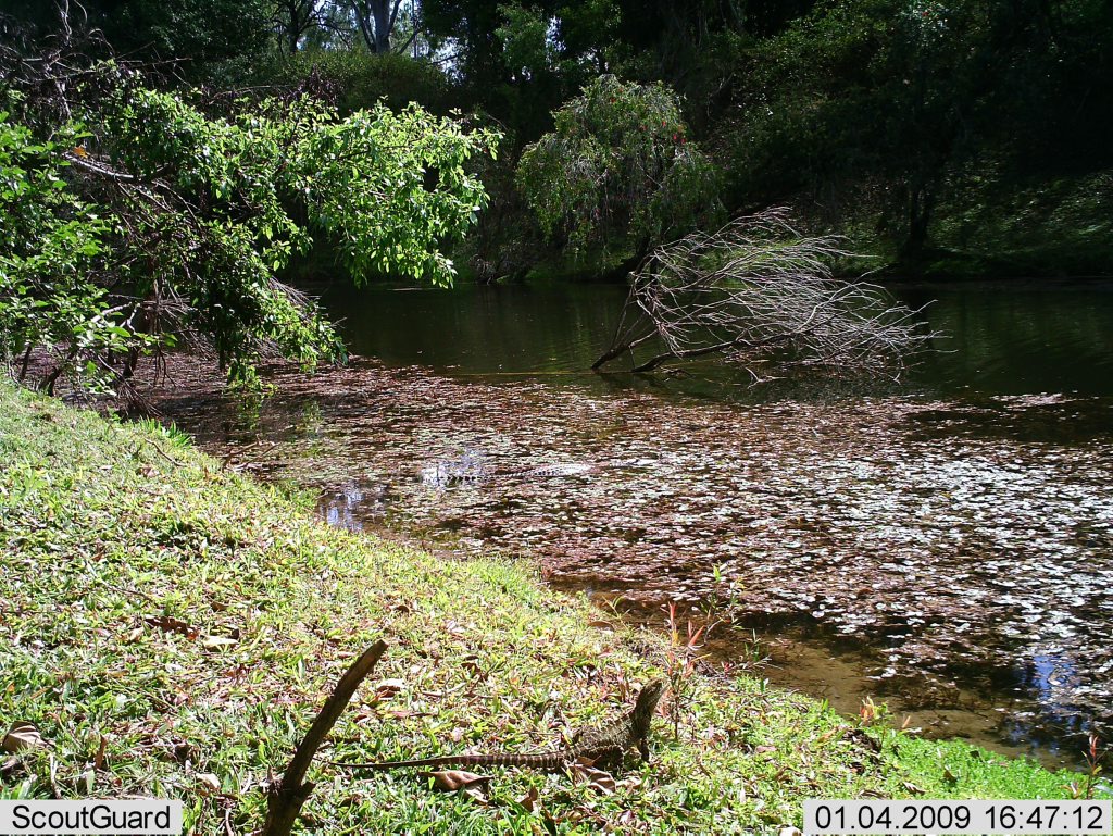 BIG GIRL: One of the larger female crocodiles nicknamed Karli on the banks of Baffle Creek and a Gippsland Water Dragon in the foreground. Photo: contributed BIG GIRL: One of the larger female crocodiles nicknamed Karli on the banks of Baffle Creek and a Gippsland Water Dragon in the foreground. Photo: contributed