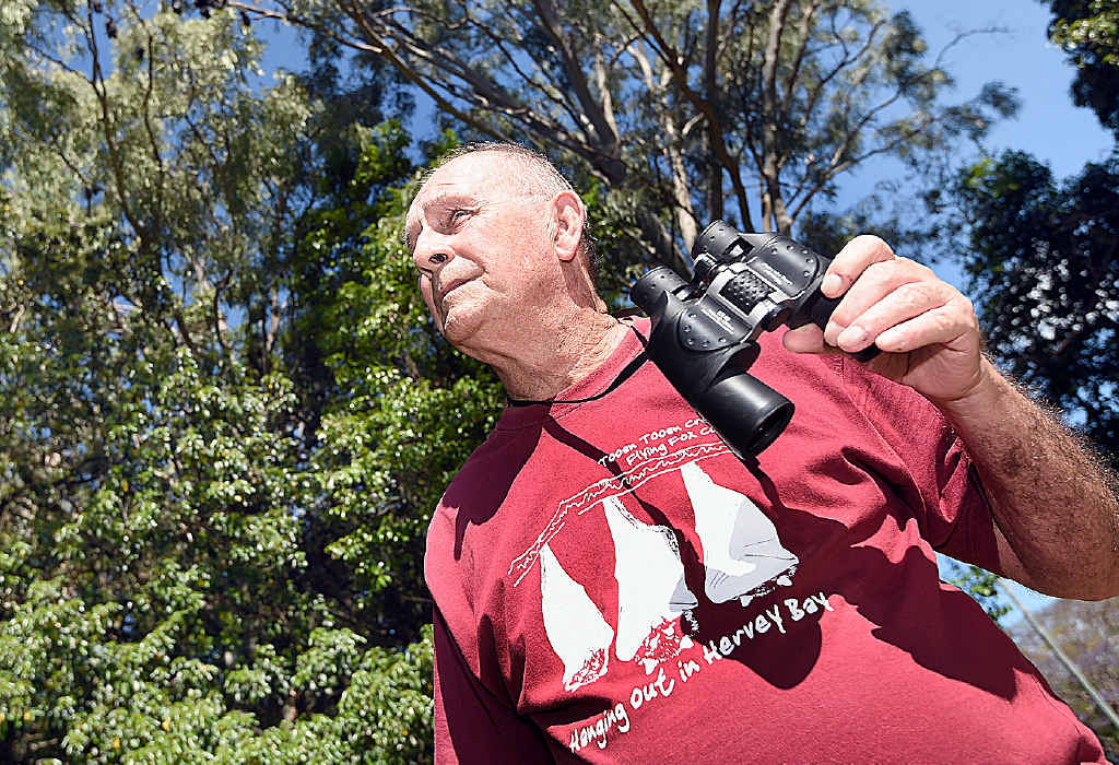 John Parsons - flying fox volunteer. Photo: Alistair Brightman / Fraser Coast Chronicle John Parsons - flying fox volunteer. Photo: Alistair Brightman / Fraser Coast Chronicle
