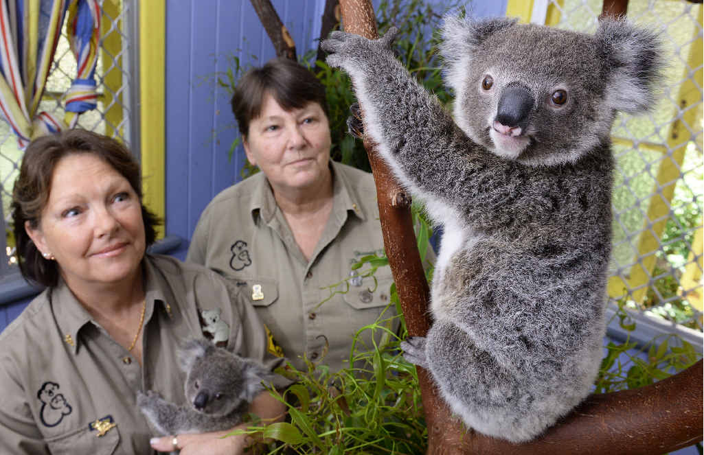 DEDICATED GROUP: Ipswich Koala Protection Society founding member Helen Darbellay (right) with koala carer Maureen Hall wit koalas Mr Blinky (closest to camera) and Miss Molly. DEDICATED GROUP: Ipswich Koala Protection Society founding member Helen Darbellay (right) with koala carer Maureen Hall wit koalas Mr Blinky (closest to camera) and Miss Molly.