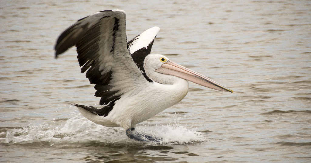 BEAUTIFUL BIRDS: Five pelicans have been found dead in mysterious circumstances near the Rockhampton Golf Club. BEAUTIFUL BIRDS: Five pelicans have been found dead in mysterious circumstances near the Rockhampton Golf Club.