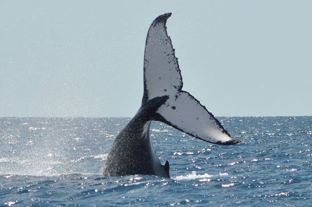 Whales continue to be individually identified on their migration along the coast using the unique detail in their flukes. Whales continue to be individually identified on their migration along the coast using the unique detail in their flukes.
