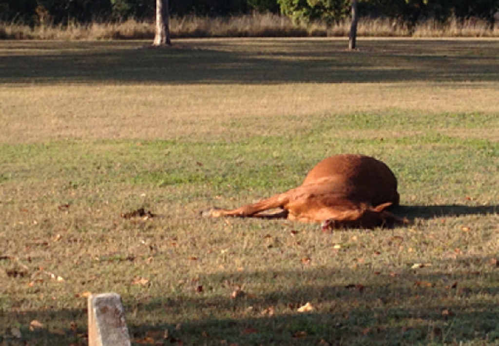 PUT DOWN: A wild horses lays lifeless out in a paddock in the Sanctuary Estate at Norman Gardens. PUT DOWN: A wild horses lays lifeless out in a paddock in the Sanctuary Estate at Norman Gardens.