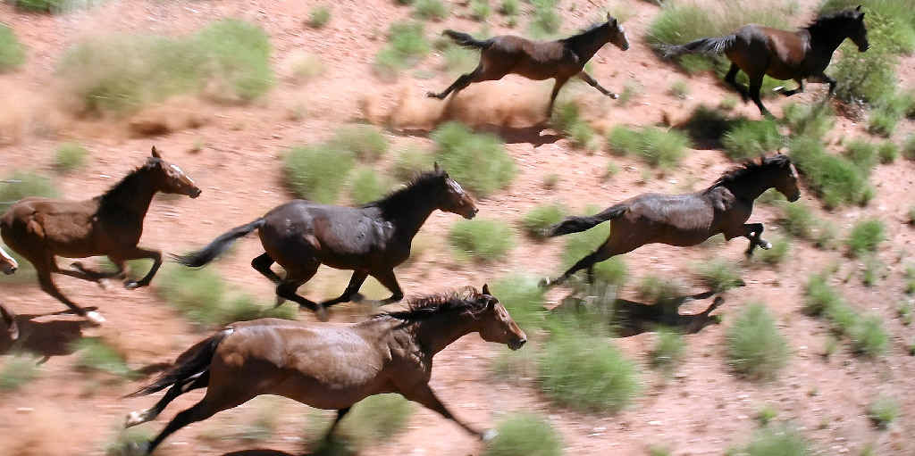 The upside of a day in the chopper was the chance to take photos of brumbies. The upside of a day in the chopper was the chance to take photos of brumbies.