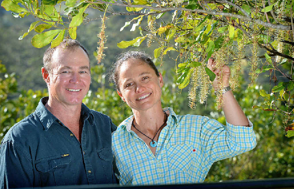 GETTING RESULTS: Mathew and Nicola Fea, macadamia farmers at Mothar Mountain. GETTING RESULTS: Mathew and Nicola Fea, macadamia farmers at Mothar Mountain.