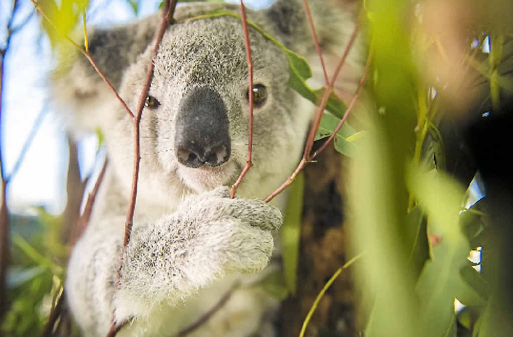Great Koala National Park promised to NSW's mid-north coast. Great Koala National Park promised to NSW's mid-north coast.