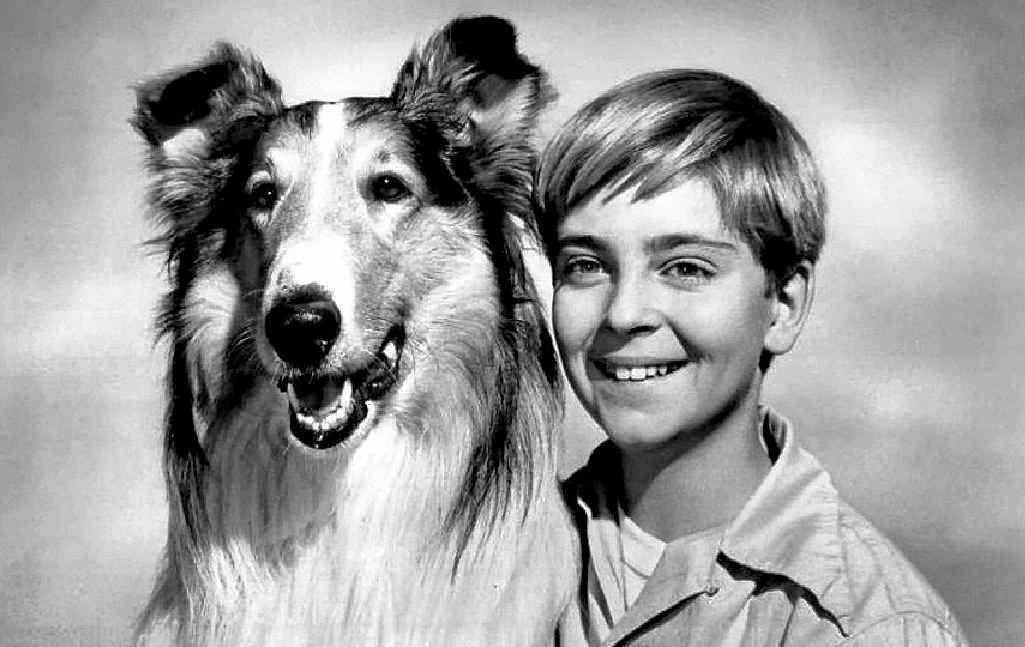 A 1955 publicity shot of Lassie with child actor Tommy Rettig, who starred in the Lassie TV show. A 1955 publicity shot of Lassie with child actor Tommy Rettig, who starred in the Lassie TV show.