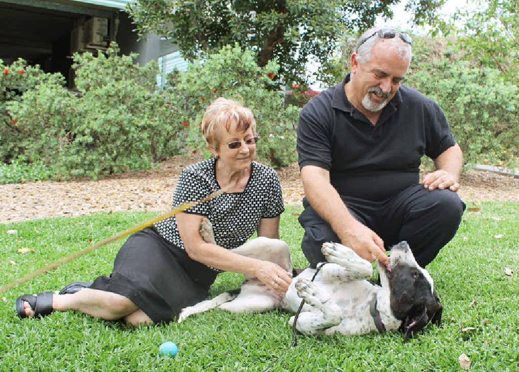 FULLY RECOVERED: Bull arab Lucy plays with her new owners Debbie and Warren after getting her final vet check. FULLY RECOVERED: Bull arab Lucy plays with her new owners Debbie and Warren after getting her final vet check.