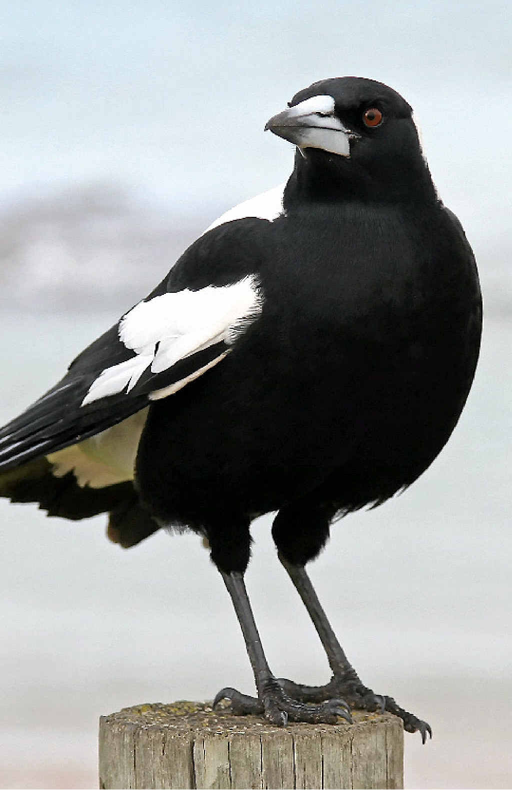 SWOOPED: A magpie knocked a man off his bike. SWOOPED: A magpie knocked a man off his bike.