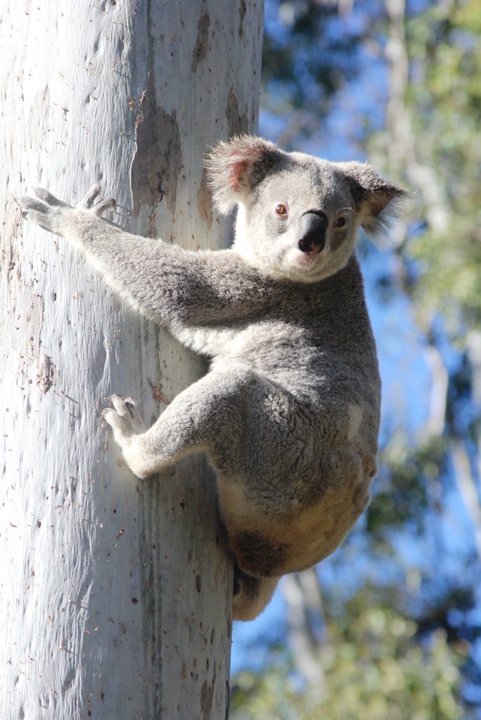Nationals Legislative Council member Rick Colless claims a Labor policy of a 315,000ha Great Koala National Park would prove costly to the timber industry. Nationals Legislative Council member Rick Colless claims a Labor policy of a 315,000ha Great Koala National Park would prove costly to the timber industry.