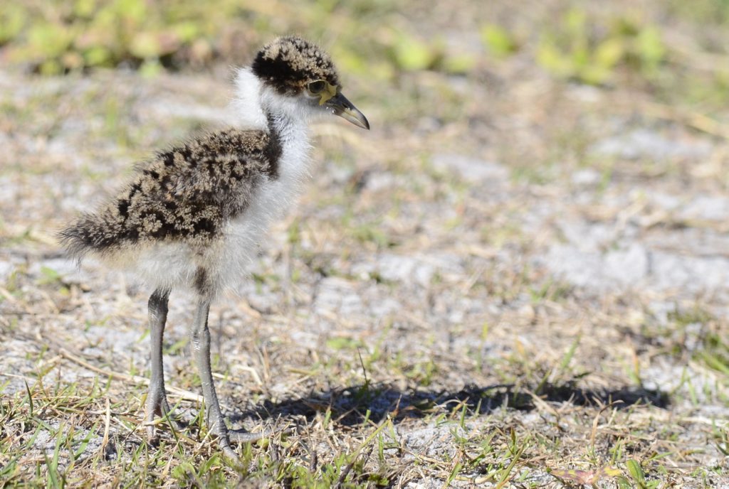 Baby plover Baby plover