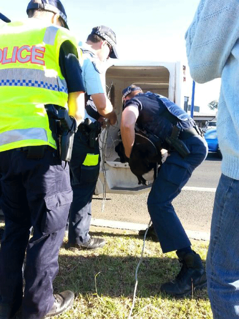 A dog found in McDougall St near where several vehicles were rammed is loaded into a police van. A dog found in McDougall St near where several vehicles were rammed is loaded into a police van.