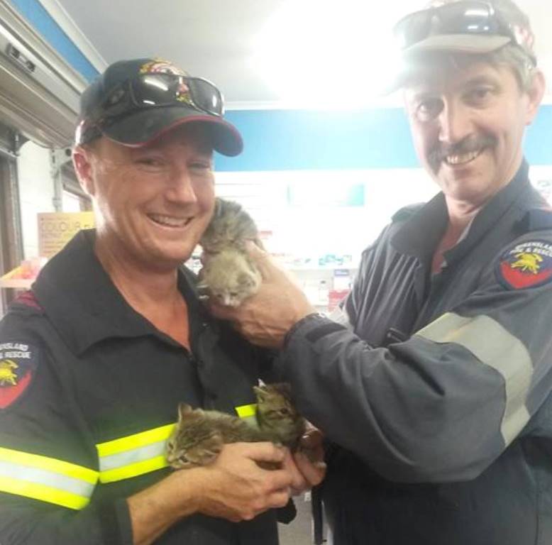 Calliope firefighters Ian Richardson and Graham Woolley with the kittens they rescued from a wall. Calliope firefighters Ian Richardson and Graham Woolley with the kittens they rescued from a wall.
